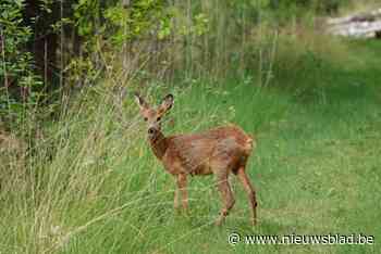 Brandweer bevrijdt geklemd ree in Broeke