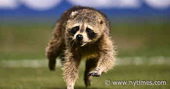 Wild World of Sports: When Raccoons, Cats and Iguanas Upstage the Action