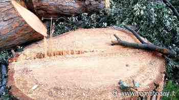 Stop al taglio degli alberi di pregio: “Intervenga l’Unesco”