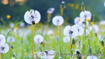 Löwenzahn ist lästig? Der Staubsauger ist die Lösung