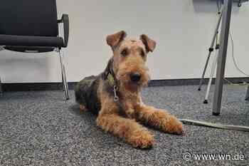 Wie Assistenzhund Dobby seiner Besitzerin den Arbeitsalltag erleichtert