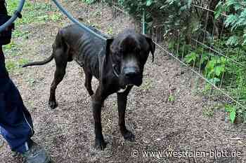 Halb verhungerten Hund in Siebenstern ausgesetzt