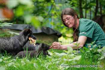 Flauschiger Nachwuchs bei den Silberfüchsen