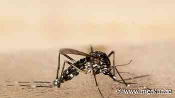 Kampf gegen Asiatische Tigermücke in München: „Mithilfe der Bevölkerung essenziell“