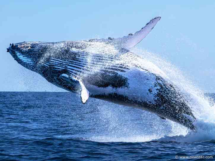 Whale Watch: Ethereum Fresh Buy Signal Sparks Speculation