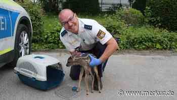 Es kauerte in der Nähe seiner toten Mutter: Mann rettet Rehkitz
