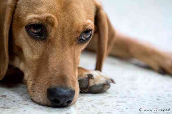 How to track parvovirus cases among Texas dogs