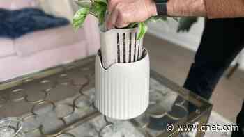 Want Cleaner Air? This Houseplant Filters It 30 Times Better Than Others     - CNET