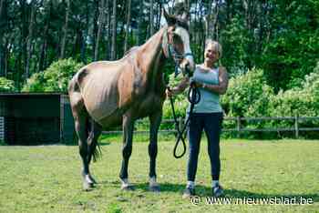 Ooit was dit springpaard top, maar nu is het graatmager en verwaarloosd