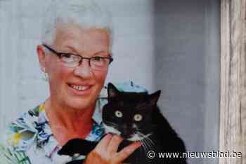 Hams gemeentebestuur wil steriliseren en castreren van huiskatten subsidiëren