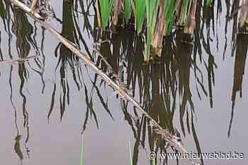 Vissterfte in Molenvaardeken wellicht veroorzaakt door het karpervirus