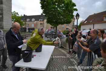 Vier jonge slechtvalken geringd en het publiek mocht meekijken: “Over enkele weken vliegen ze al uit”