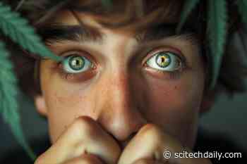 High-Potency Cannabis Doubles Psychosis Risk in Young Adults