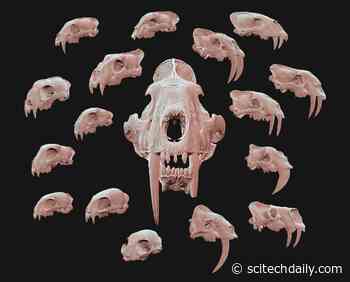 From Kittens to Killers: The Surprising Evolution of Sabre-Toothed Tigers