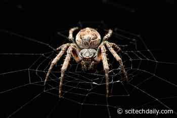 Listening Like a Spider: The Future of Sound Technology