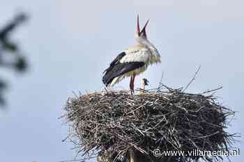 Ons Soort Mensen: het is voorjaar en wie kregen er allemaal een baby?