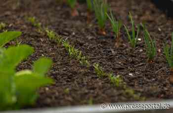 Im Team unschlagbar: Vorteile und Besonderheiten der Mischkultur