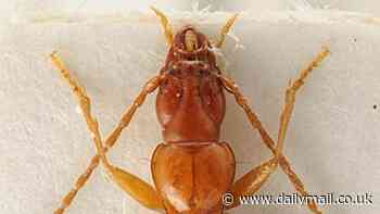 Brown Beetles must be called Hitler: Zoological experts refuse request to change the name of bug named after Adolf in 1937