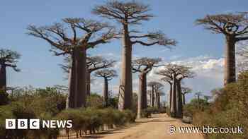 Scientists solve mystery of ancient 'tree of life'