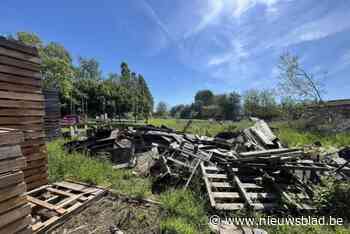 Poezenopvang Cattitude treft meer dan 30 zieke zwerfkatten aan in tuin: “Er is een kitten in mijn hand gestorven”