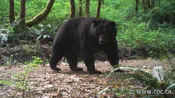 Two Banff black bears destroyed — one for behavioural issues and another due to health