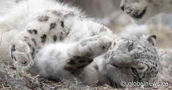 Meet the ‘snowballs’: Snow leopard at Toronto Zoo gives birth to 2 cubs