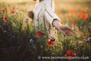 Is it illegal to pick flowers in the UK? What the law says