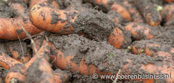 Het venijn zit in de staart van het peenseizoen