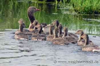 Niedlich: Ochsenmoor ist die Kinderstube vieler Vögel