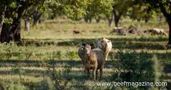 Noble Research Institute to study regenerative agriculture practices in pecan silvopasture