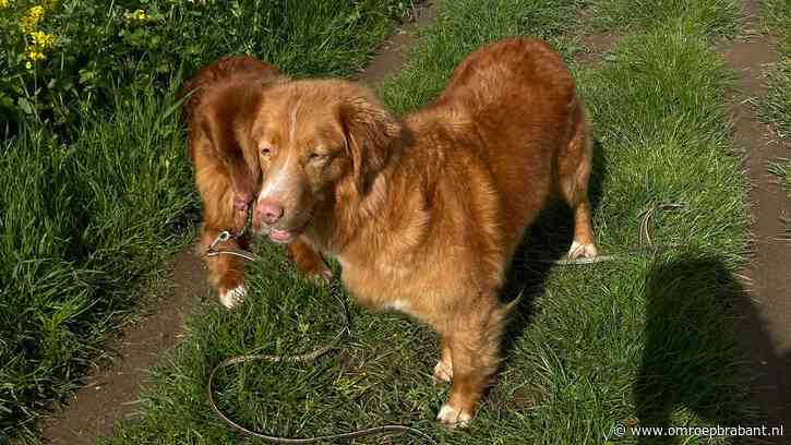 Suzanne dacht dat Rumeno uit de tuin was gestolen, maar da was nie