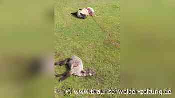 Mordlust? Warum Wölfe so oft so viele Weidetiere töten