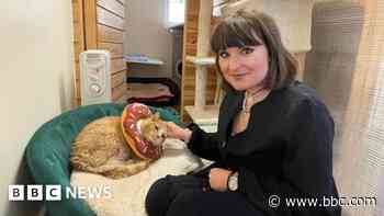 Classical music-loving cat needs forever home