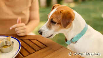 Hundeeis selber machen: Drei blitzschnelle Rezepte aus nur drei Zutaten