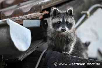 Kreis Herford: Achtung, die Waschbären kommen!