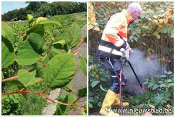 100 jaar geleden haalde een Duitser Japans onkruid naar ons land, nu overwoekert het heel Europa: “Had hij die plant maar in Japan laten staan”