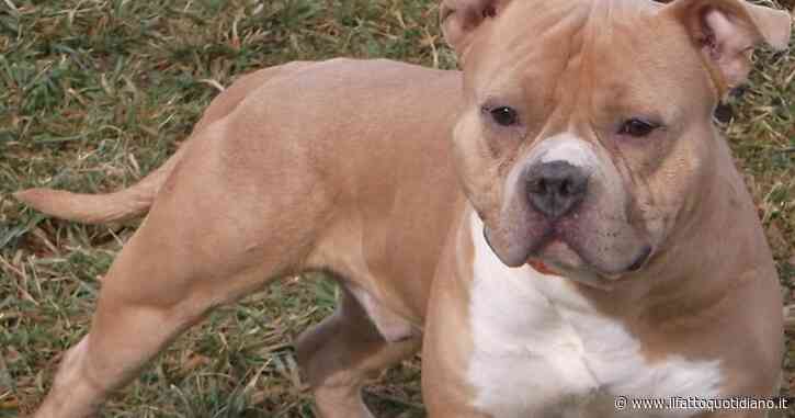 Vercelli, bimbo di 5 mesi muore dopo essere stato azzannato da un pitbull. Era in braccio alla nonna