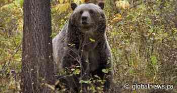 Grizzly bear attack: B.C. man suffers broken bones, airlifted to Calgary hospital