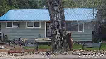Sask. RCMP kill bear in Lumsden after attempts to capture it fail