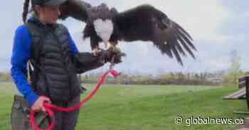 Alberta Birds of Prey Centre prepares to welcome visitors this May long weekend