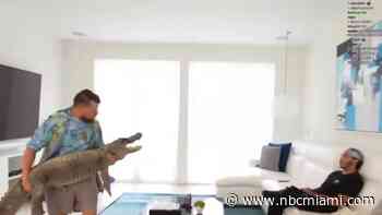 Gators and gummies: Legal concerns rise after ‘vigilante-style' operation leads to child predator arrest