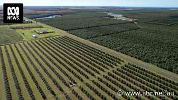 Farmers fight for food bowl on edge of Great Barrier Reef amid coal exploration push