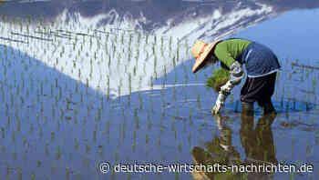 Studie: Klimawandel führt zu weniger Ertrag und Qualität bei Reis