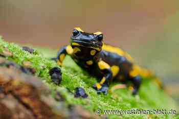 Bielefeld hat die größte Feuersalamander-Dichte Deutschlands