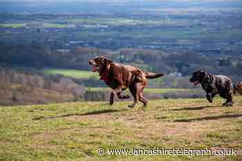 5 of the best dog-friendly walk locations in and around Lancashire