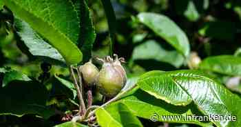 Frühe Obstblüte könnte Apfelernte schmälern