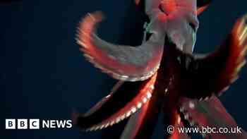 Rare footage shows deep-sea squid attacking camera