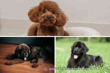 Most expensive and affordable dog breeds to own revealed
