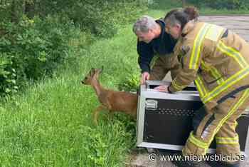 Brandweer Herentals redt alweer ree uit Albertkanaal