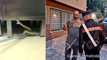 Serpente in una clinica a Roma, panico tra i dipendenti